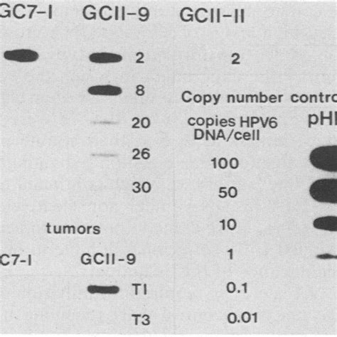 Slot Blot Analysis Of Dnas And Nude Mouse Tumorigenesis Of