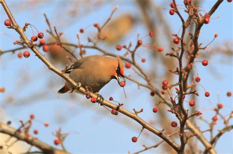 Cedar Waxwing Bird Surrounded by Berries Stock Image - Image of eyes, lake: 46185365