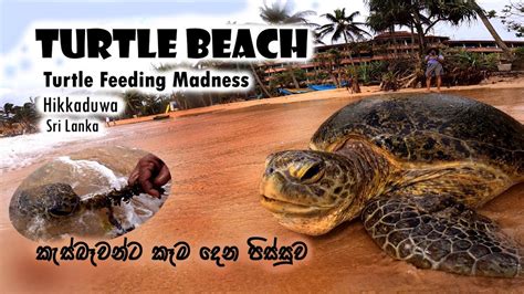 Turtle Beach Hikkaduwa Sea Turtles In Sri Lanka Youtube