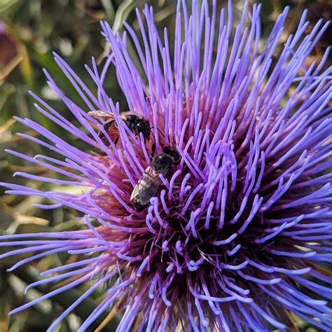 Artichoke Thistle Cynara Cardunculus Weeds Of Melbourne