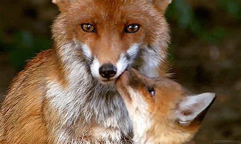 Slys Cute Fox Thread Cause Foxes Slightly Cheer Me Up Aspergers