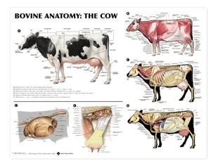 Bovine Anatomy: The Cow Anatomical Chart