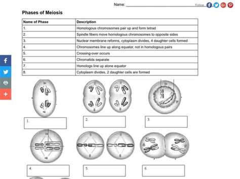 Meiosis Reading Worksheet