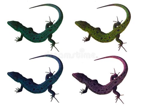 1153 Green Lizards White Background Photos Free And Royalty Free Stock