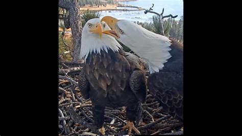 Jackie And Shadow S Passions FOBBV CAM Big Bear Bald Eagle Live Nest