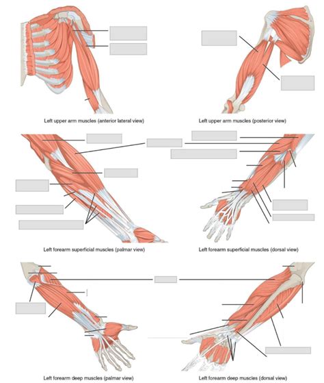 Arm Muscles Diagram Quizlet