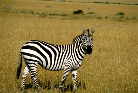 Grant's zebra - Facts, Diet, Habitat & Pictures on Animalia.bio