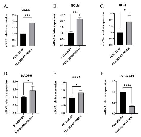 Relative Expression Of Antioxidant Genes After Overexpression Of Trim