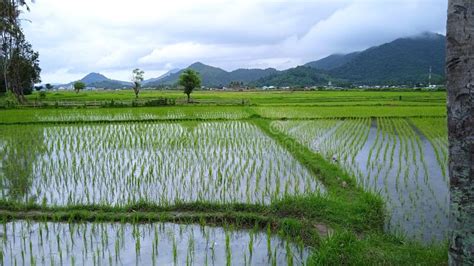 Detail Gambar Pemandangan Sawah Padi Koleksi Nomer