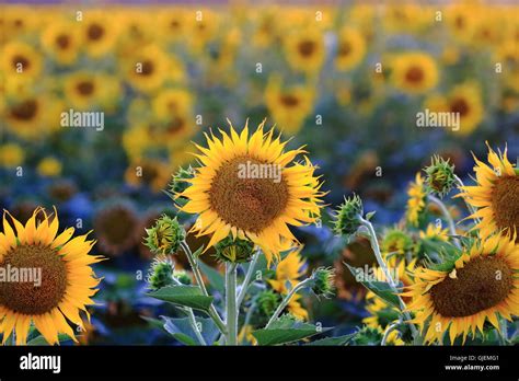 Rows Of Sunflowers Hi Res Stock Photography And Images Alamy