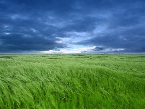 Green Grass Landscape Nature Hd Wallpaper Wallpaper Flare