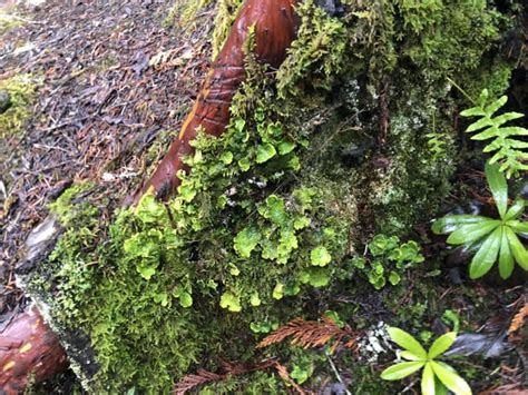 Vancouver Island Rlichen