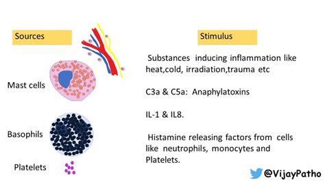 Chemical Mediators Of Inflammation Histamine Serotonin Pathology