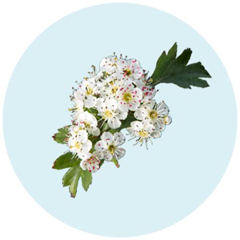 Hawthorn Berry Identification Guide: Comprehensive Insights for Every ...