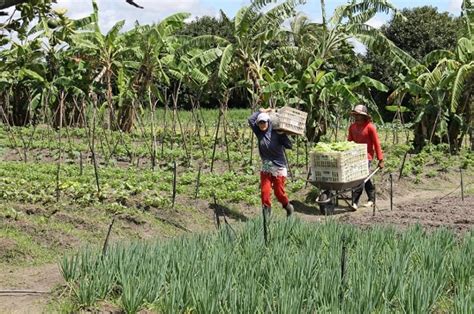 Agricultura Familiar Nordeste Prop E Medidas Para Diminuir Impactos