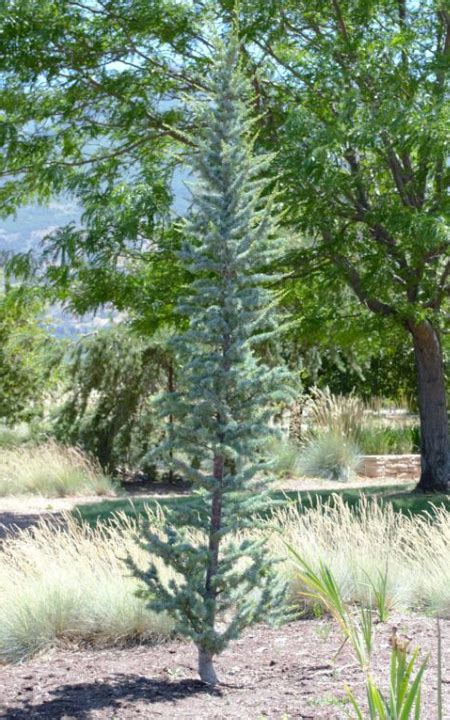 Columnar Blue Atlas Cedar Usu