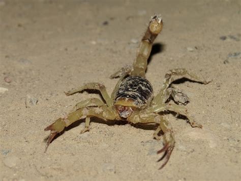 Hoffmannihadrurus Aztecus From Zapotitl N Pue M Xico On July