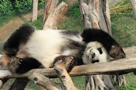 Sleeping panda — Stock Photo © ohmaymay #61372195