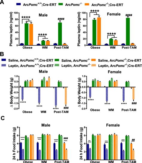 Serial Plasma Leptin Levels And Functional Measurements Of Leptin