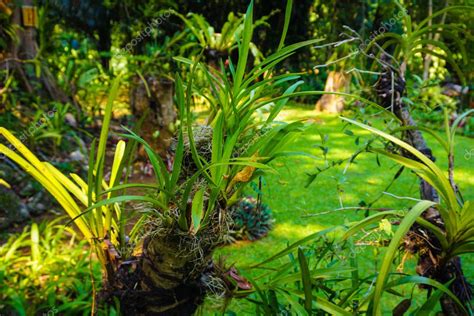 orquídea silvestre en la selva con hoja verde y sin flor en rama madera