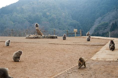 arashiyama monkey park-6385 | Stockarch Free Stock Photo Archive