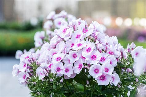 Phlox Flame Pro Soft Pink Bild Kaufen 14052437 Gartenbildagentur