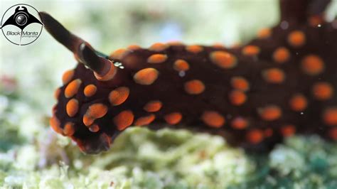 Nembrotha Sp1 Nudibranch Super Macro With Nauticam Cmc1 Lens Youtube