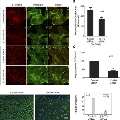 Focal Adhesions F Actin Organization Myoblast Migration And Myotube