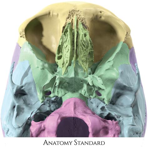 Neurocranium Bone Complex