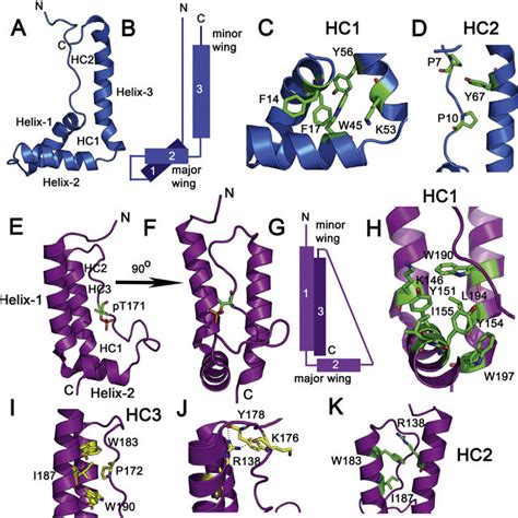 A Structure Of The Hmg Box Fold From Hmg1a Pdb Code 1hme Is Shown Download Scientific