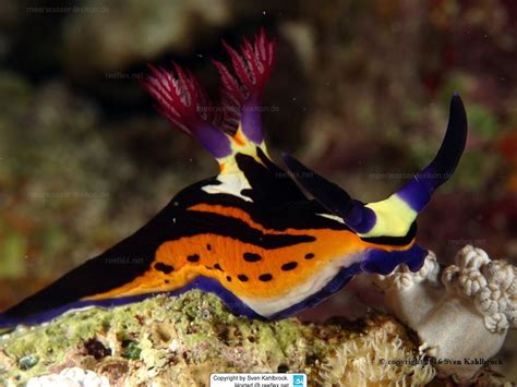 Nembrotha Megalocera Red Sea Nembrotha Great Nembrotha