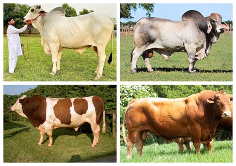 10 biggest bulls in the world: Which breed tops the list? - Tuko.co.ke