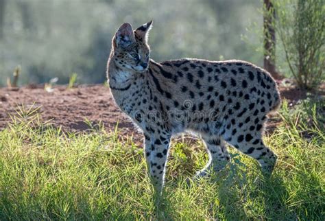 Serval Africano Serval De Leptailurus Foto De Stock Imagem De Boca