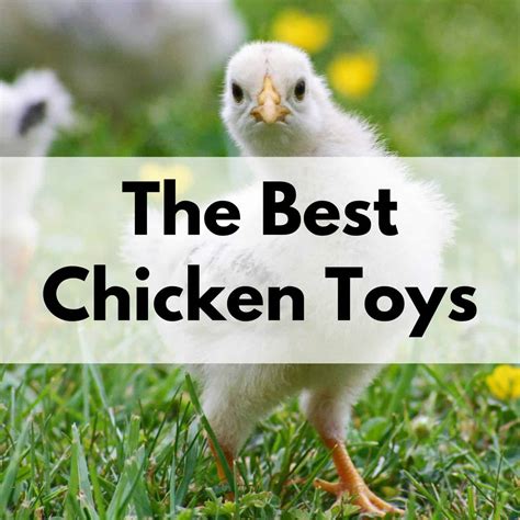 The Best Chicken Toys for a Happy, Healthy Flock - Together Time Family