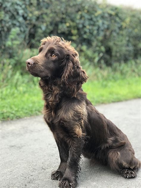 cocker spaniel gundog training Archives - Page 3 of 11 - Tessleymoor Gundogs