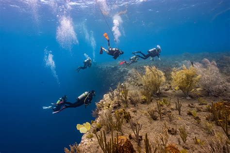 Diving | Saba Tourism