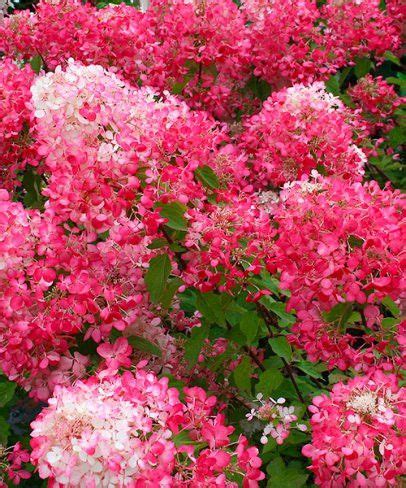 Hydrangea Paniculata Diamond Rouge Vivai Veimaro Vivaio