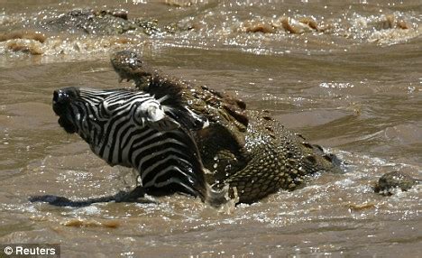 Pictured: The moment a hungry crocodile took a bite at a zebra's head | Daily Mail Online