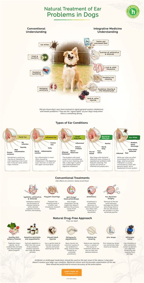 Bacterial Infection In Dogs Ears