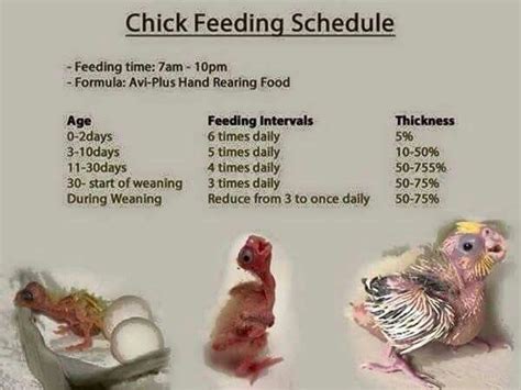 Chick Feeding Schedule Cockatiel Care Bird Care Bird Aviary