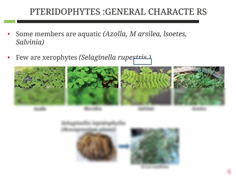 SOLUTION Pteridophytes General Characters Studypool