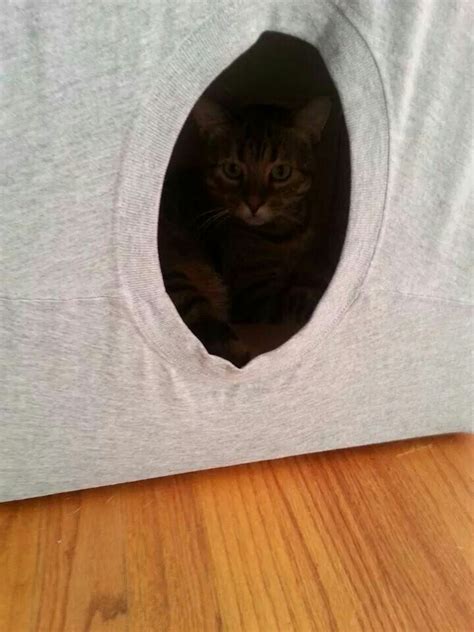 T Shirt Over A Cardboard Box Instant Diy Cat Bed Diy Cat Bed Cats