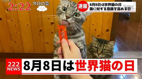 8月8日は世界猫の日らしいです。【猫ニュース】 Youtube