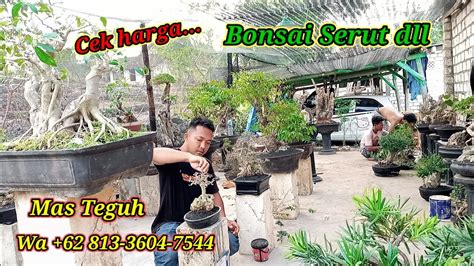 Cek Harga Bonsai Di Mas Teguh Wa 62 813 3604 7544 YouTube