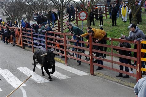 Vibrante último encierro del Carnaval de Ciudad Rodrigo con los toros