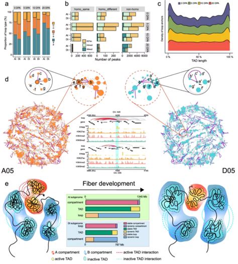 Dynamic 3d Genome Architecture Of Cotton Fiber Reveals Subgenome