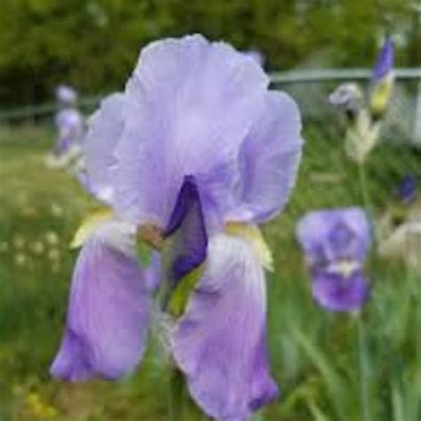 Iris Flower Etsy