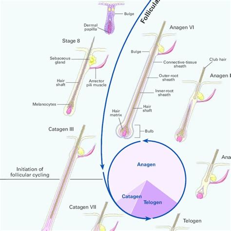 Pdf The Biology Of Hair Follicles