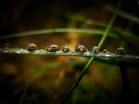 Papel de parede agua natureza grama gotas de água ramo verde