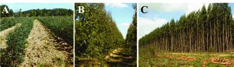 Short Rotation Coppice Src Of E Gundal Clone Fcba Grown As A